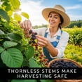 thumbnail image 3 of 5 Arapaho Thornless BlackBerry Plants – Well-Rooted, Fruit-Bearing, Easy-to-Grow, Juicy Sweet Berries, Perfect for Home Gardens, Patios, and Home Berry Harvests, 3 of 6