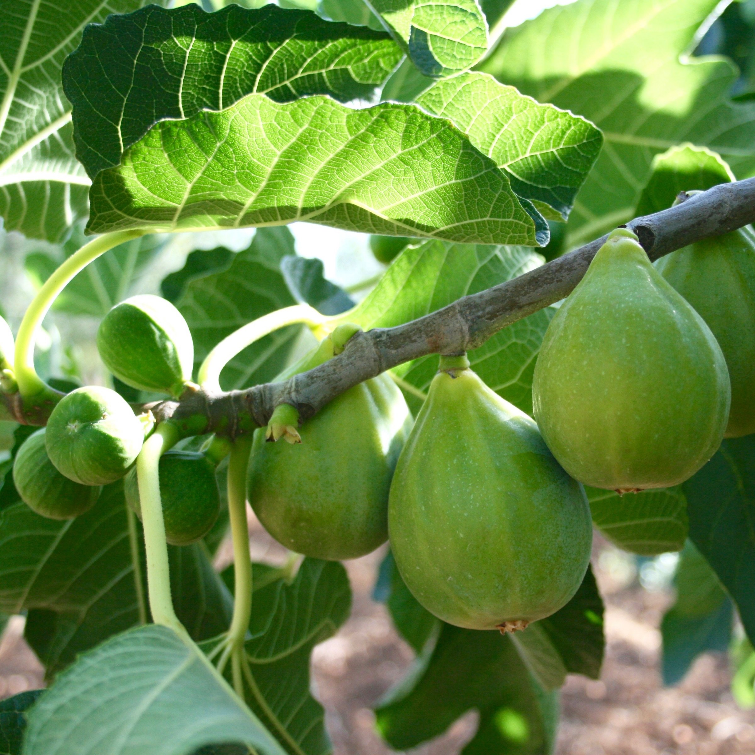 1 gal. Fig Kadota  Live Shrub with Full Sunlight