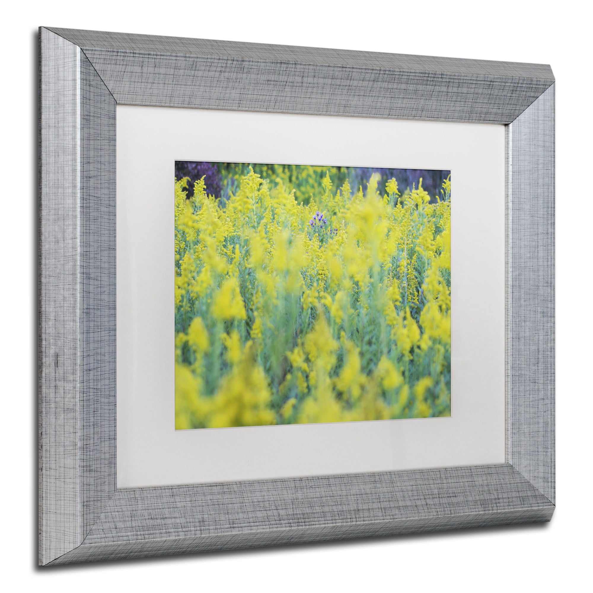 Trademark Fine Art "A Touch of Purple" Canvas Art by Kurt Shaffer, White Matte, Silver Frame