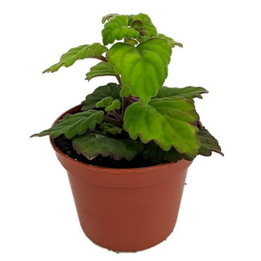 Zen Buddha Swedish Ivy - Plectranthus ernstii - 2.5" Pot - House Plant or Bonsai