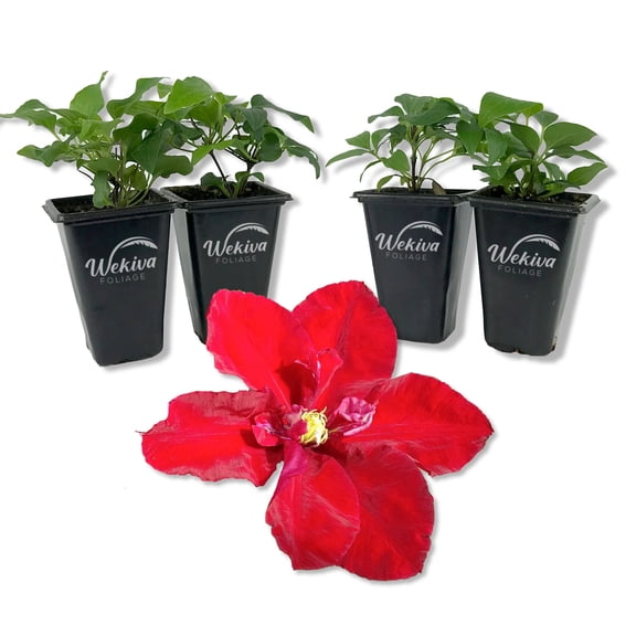 Clematis Charmaine - 4 Live Starter Plants in 2 Inch Growers Pots - Starter Plants Ready for The Garden - Rare Clematis for Collectors