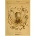 thumbnail image 3 of Carteles de pulpo abstracto Retro Vintage Kraft, animales marinos, carteles modulares e impresiones, imágenes artísticas de pared, sala de estar y hogar, 3 of 4