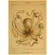 thumbnail image 3 of Carteles de pulpo abstracto Retro Vintage Kraft, animales marinos, carteles modulares e impresiones, imágenes artísticas de pared, sala de estar y hogar, 3 of 4