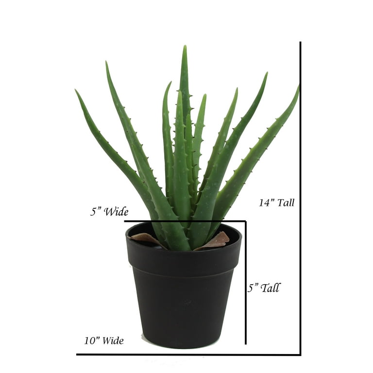 where can i purchase aloe vera gel ALODERMA Pure Aloe Vera Gel - 114g