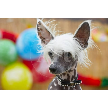 Portrait of Chinese Crested Dog - Copy Space Print Wall Art By Jaromir