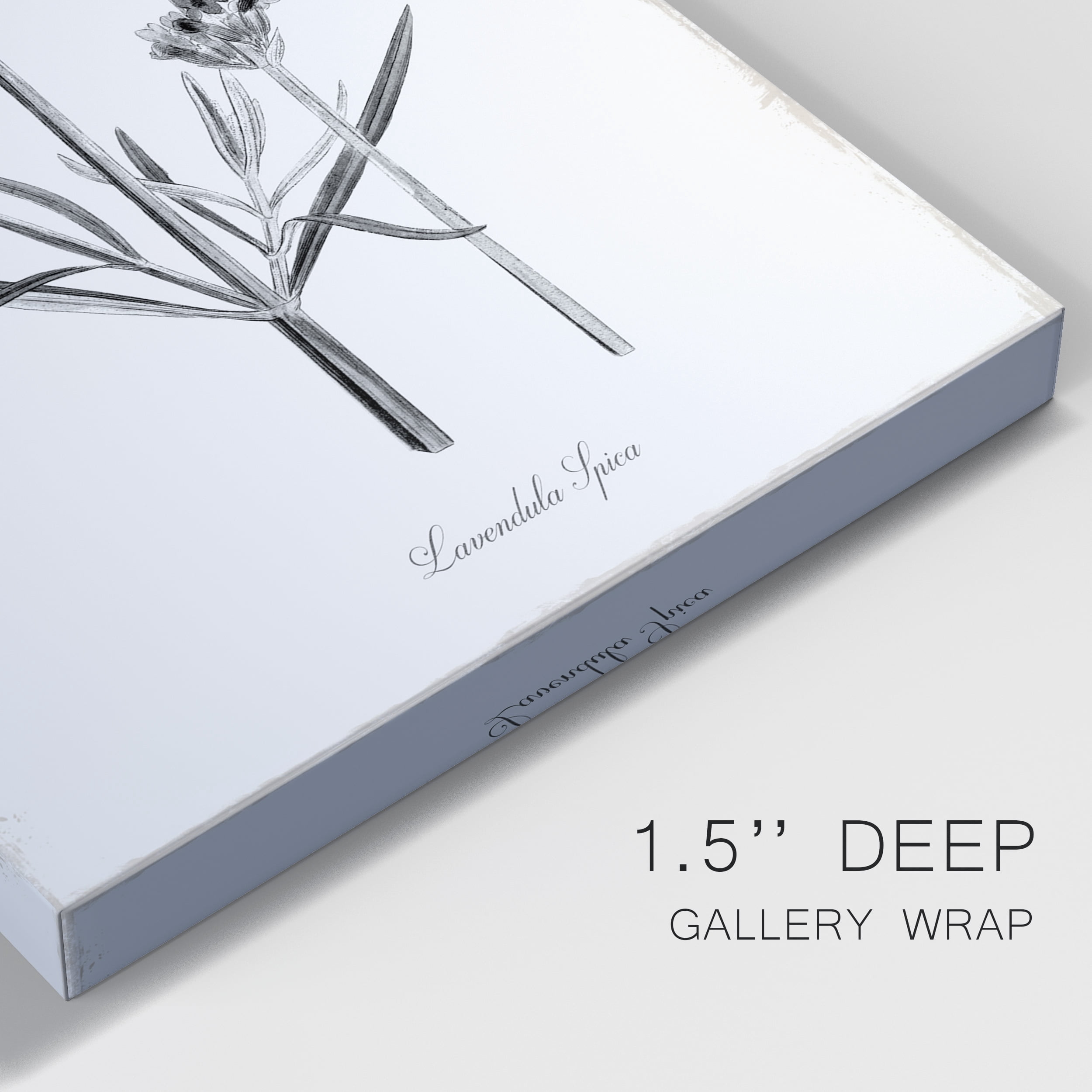 Simply Lavender Premium Gallery Wrapped Canvas - Ready to Hang - 32 x 48