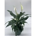 thumbnail image 4 of Peace Lily, 4 inch, Spathiphyllum Wallisii, White Sails, Spathe Flower, 4 of 9