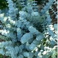 thumbnail image 5 of 10 Seeds Baby Blue Eucalyptus Seeds for Planting, Aromatic Foliage Blue-Green Leaves for Garden, 5 of 6