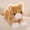 Yellow, variant on Simulated plush toy cat. Soft filling type. Five colors. Cat-shaped. Mimics cat appearance. Real animal shape. Valentine's Day gift for little girls.