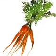 thumbnail image 3 of Jensen, Asia 12x12 Black Modern Framed Museum Art Print Titled - Carrot, 3 of 5