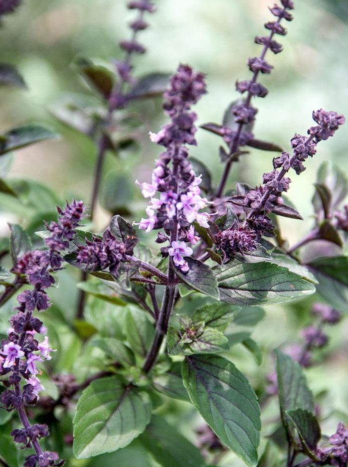 2 Live Blue African Basil Plants, 4–6 Inch Tall Fragrant Herb Starters, Fast-Growing Well-Rooted Plants for Indoor & Outdoor Gardens