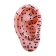 thumbnail image 1 of Modelo de enseñanza del oído del oído humano Simulación Ayuda Enseñanza de la Modelo de acupuntura auricular para capacitar a la práctica de spa de, 1 of 8