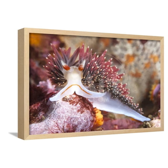 Colorful Nudibranch, Framed Art Print Wall Art by Kelpfish Sold by Art.Com