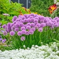 thumbnail image 3 of Millenium Allium Potted Flowering Perennial Plant, in a 2.50 Qt. Pot, 3 of 4