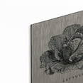 thumbnail image 2 of Luxe Metal Art 'Burlap Vegetable BW Sketch Lettuce' by Studio Mousseau, Metal Wall Art, 12"x12", 2 of 7