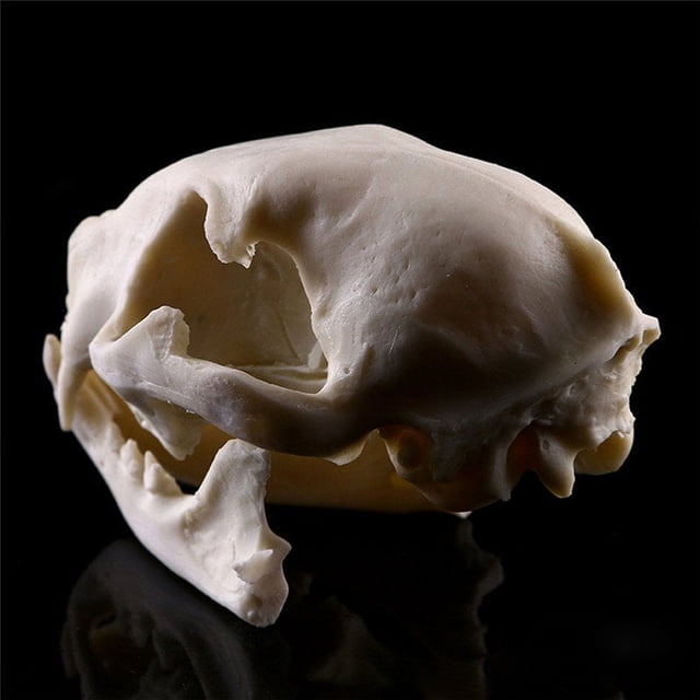 MesaSe 1 Pce Modèle de Crâne de Chat Réaliste en Résine Réplique Cadeaux Décoratifs Uniques Halloween