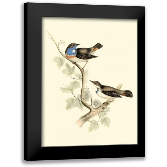 Gould, John 12x14 Black Modern Framed Museum Art Print Titled - Goulds Blue-throated Warbler