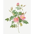 thumbnail image 2 of Redoute, Pierre Joseph 26x31 Gold Ornate Wood Framed with Double Matting Museum Art Print Titled - Sweet Briar, Rusty Rose with Semi-Double Flowers, Rosa rubiginosa flore semi-pleno, 2 of 4