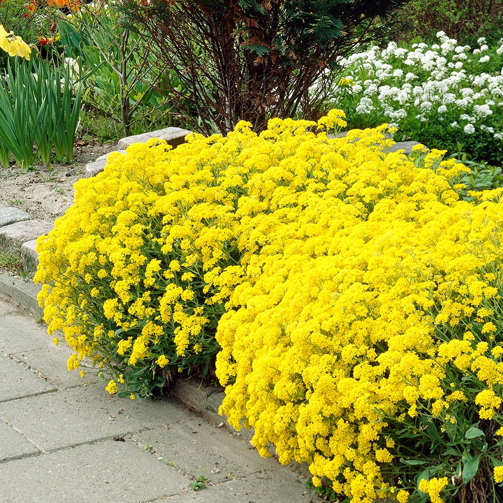 Gold Alyssum Pre Seeded Flower Mat Walmart Com
