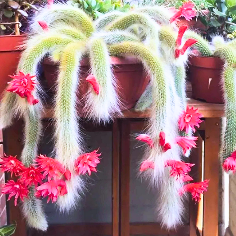 large cactuses for sale Extra Large Cactus - Sculptures. Wrought iron main image 0