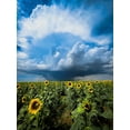 thumbnail image 2 of Trush, Sergey 19x24 White Modern Wood Framed Museum Art Print Titled - Sunflower storm, 2 of 4