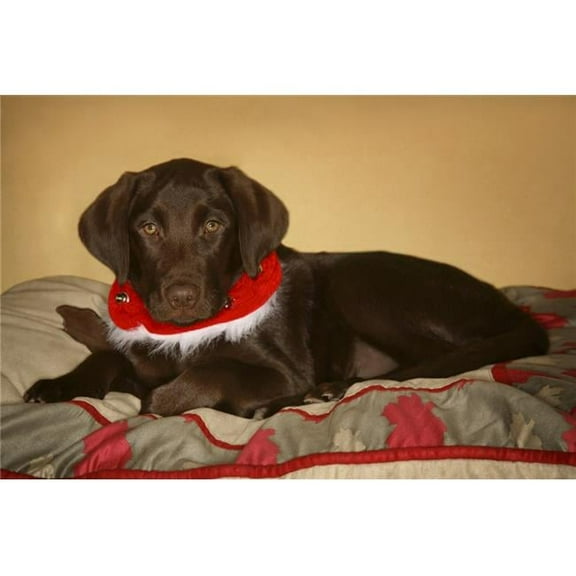 Dog with Christmas Collar Poster Print, 17 x 11