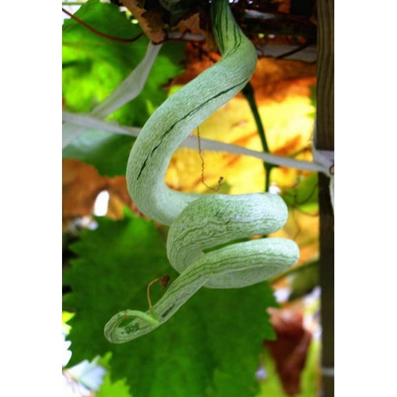 CZ Grain 20 Snake Gourd Plant Seeds, Exotic Long Shape
