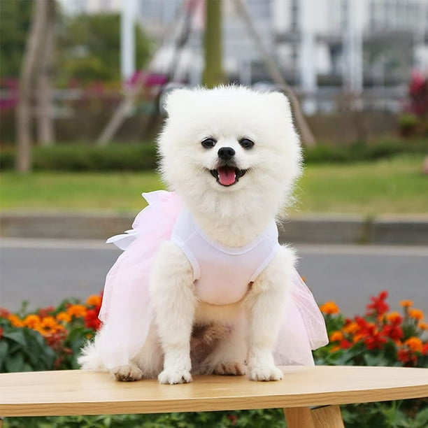 Legacy mini cheap pomeranians