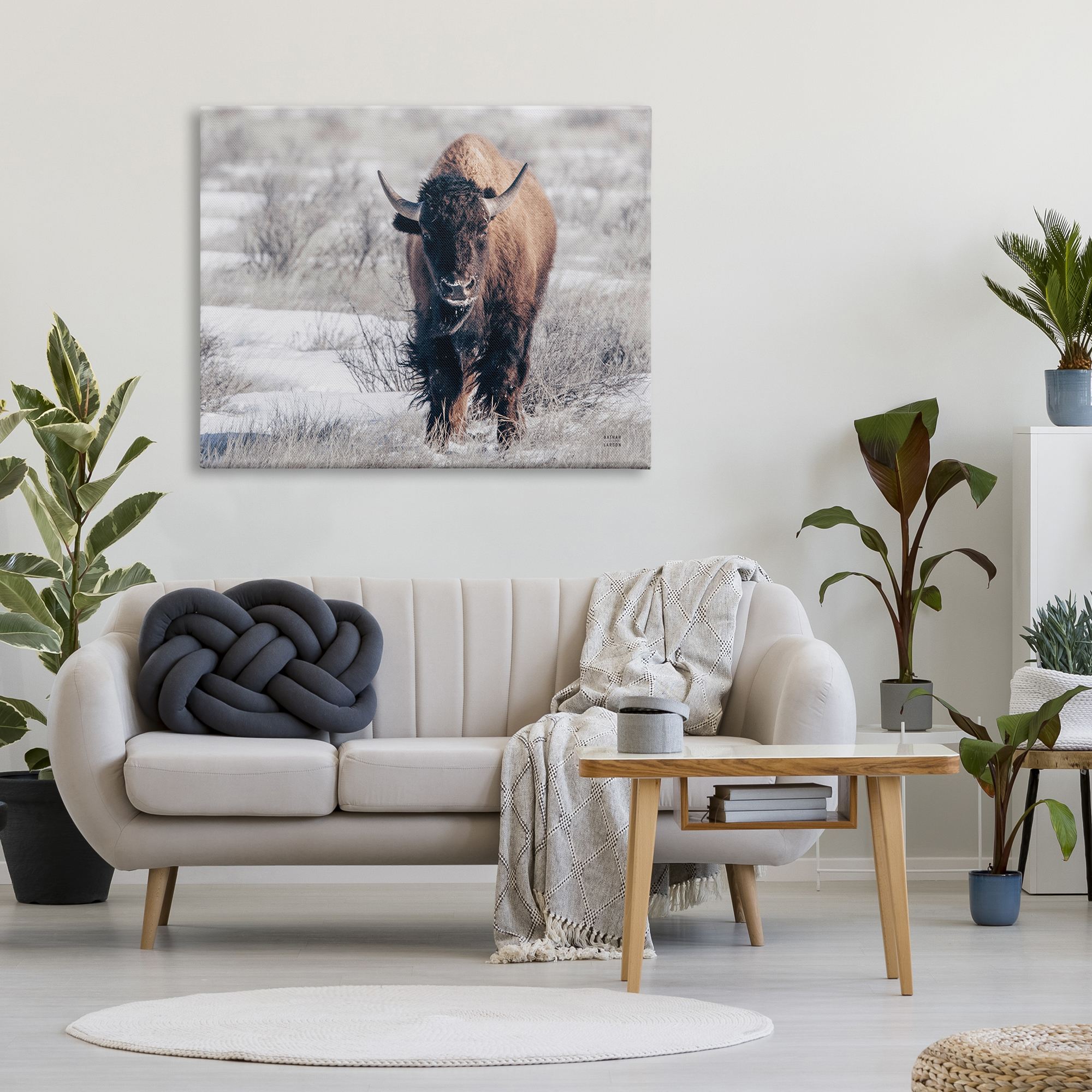 Stupell Industries Bison in Rural Snow Scene Animals & Insects Photography Gallery Wrapped Canvas Print Wall Art, 48 x 36