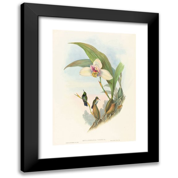 John Gould 11x14 Black Modern Framed Museum Art Print Titled - Myiabeillia Typica (Abeille's Hummingbird)