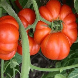 Clovers Garden Beefmaster Tomato Plants 7" Red Beefsteak Live Plants in 4"  Pots (2 Count), Non-GMO - Walmart.com