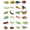 thumbnail image 1 of Odowalker Set de 24 Figuras del Ciclo de Vida de Insectos, 1 of 5