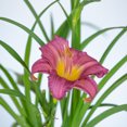 thumbnail image 2 of Expert Gardener Purple De Oro Daylily (2.5 Quart) Prolific Flowering Perennial - Full Sun Live Outdoor Plant, 2 of 7