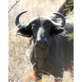 thumbnail image 2 of Underdahl, Dana 15x18 Black Ornate Wood Framed with Double Matting Museum Art Print Titled - Cape Buffalo I, 2 of 4