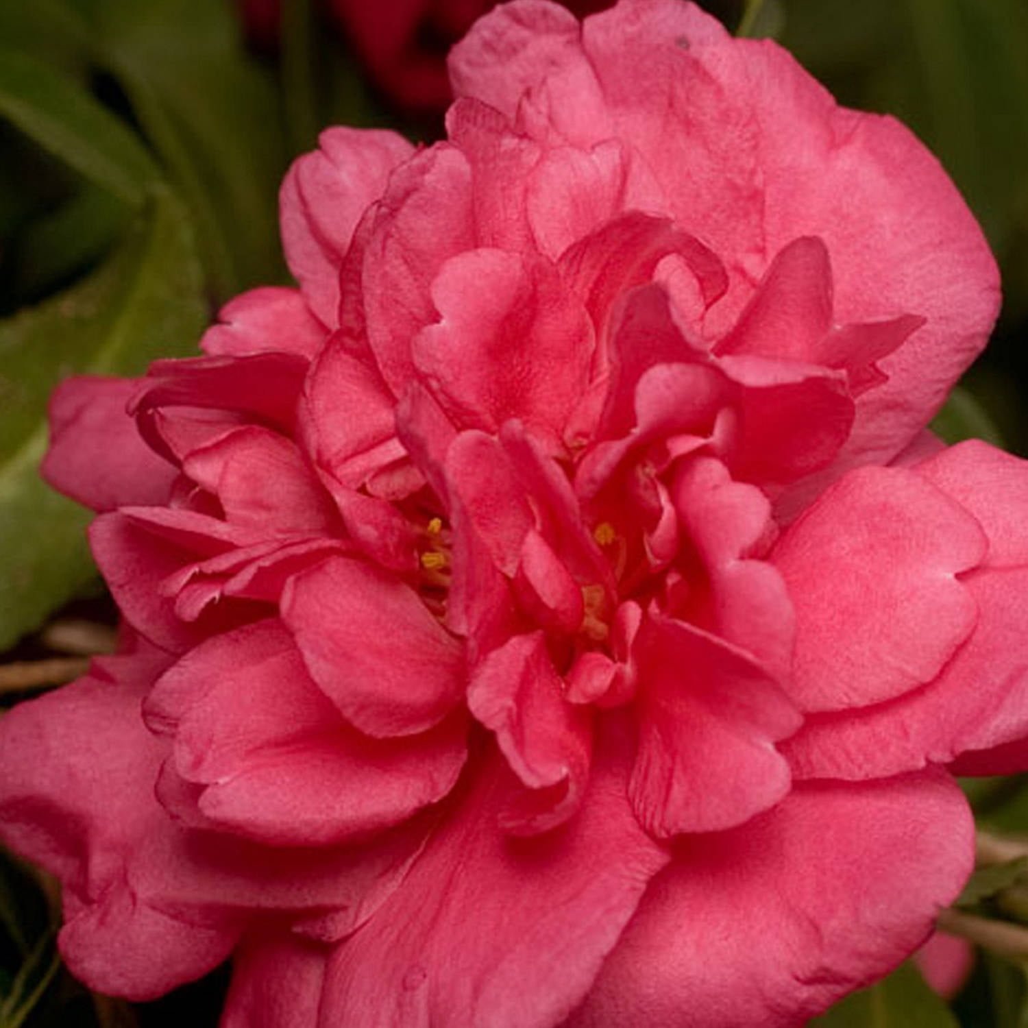 Alabama Beauty Camellia Rosy Red Semi Double Blooms In Fall 2 5 Qt Walmart Com Walmart Com
