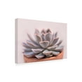 thumbnail image 2 of Cora Niele 'Succulent in Pot' Canvas Art, 2 of 3