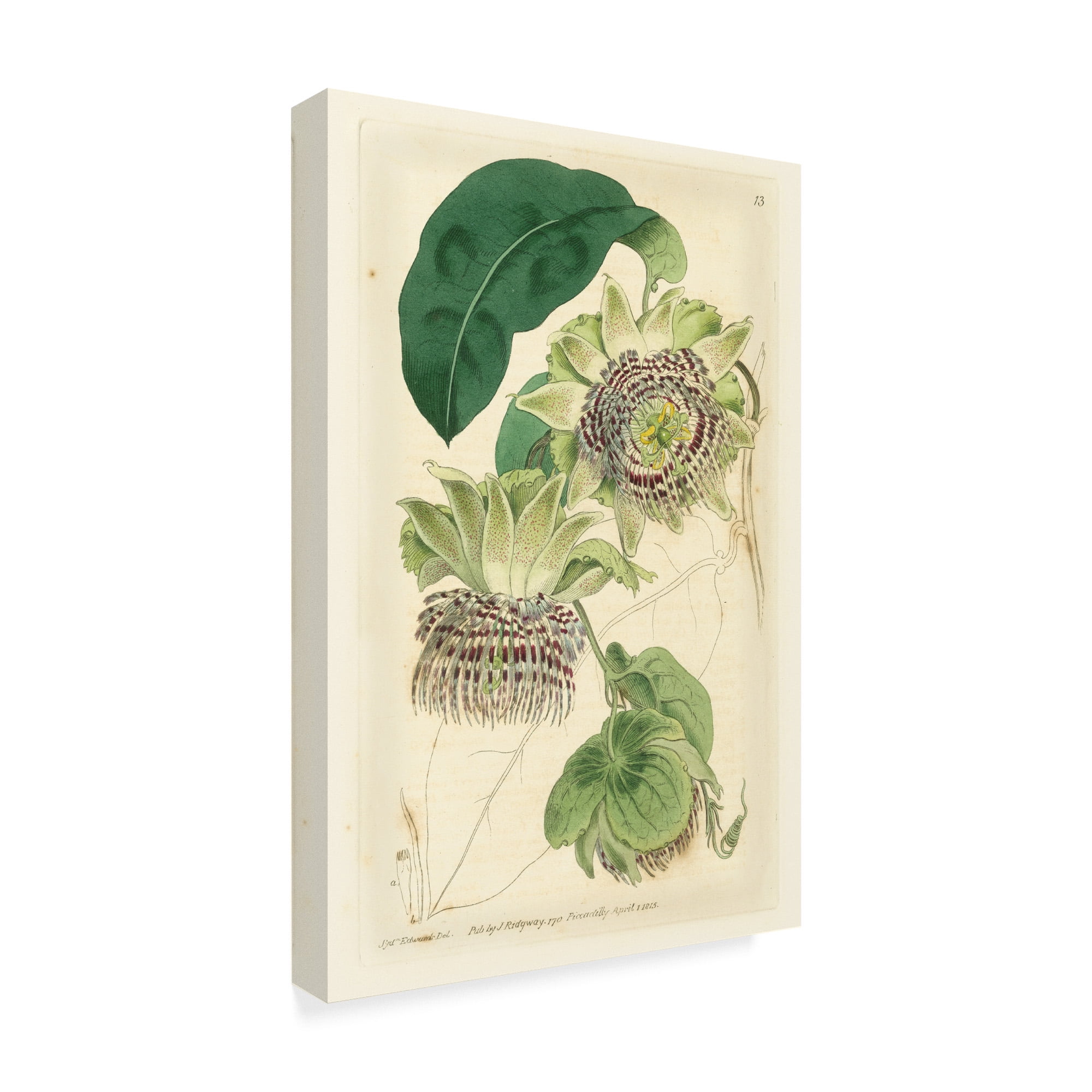 Trademark Fine Art 'Antique Passionflower II' Canvas Art by M. Hart