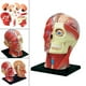 thumbnail image 3 of Modelo de Ensamblado en 4D Yotijar Juguete Educativo Cráneo Anatomía Extraíble Material Didáctico, 3 of 10