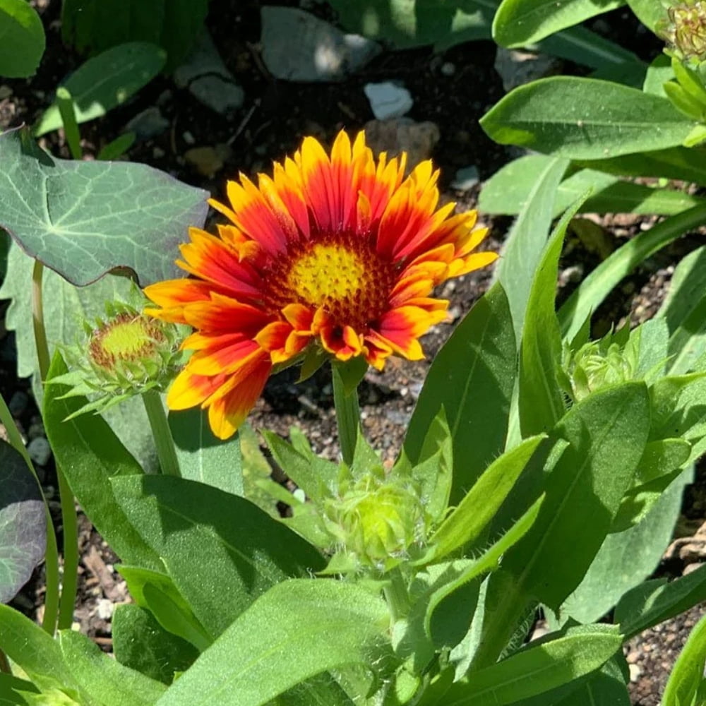 20 Seeds Gaillardia Pulchella Lorenziana Blanket Flower Indian Blanket Wildflower Pollinator Friendly Gardening Essentials