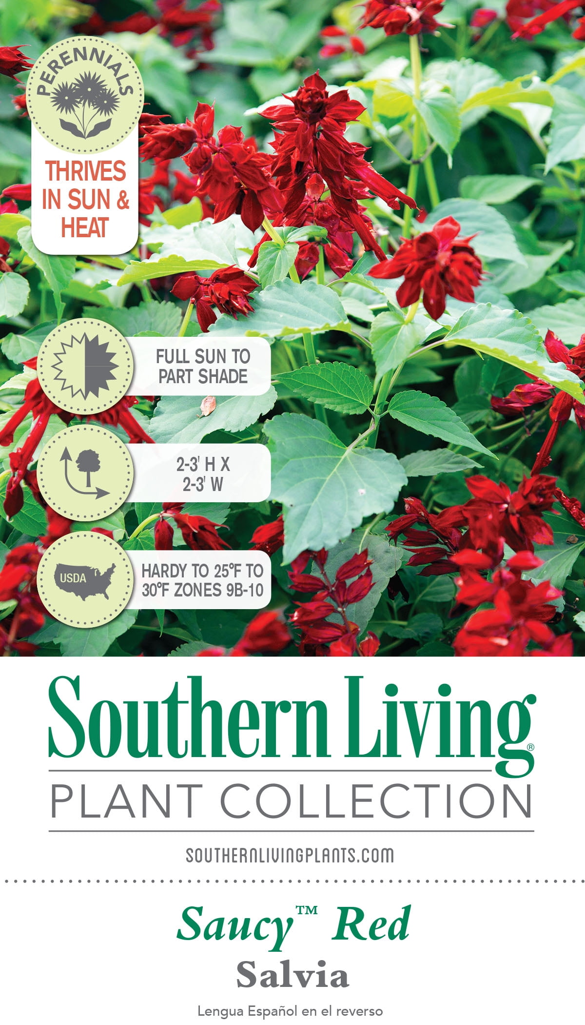 Southern Living Saucy Red Salvia Live Shrub in 2.5-Quart Grower Pot