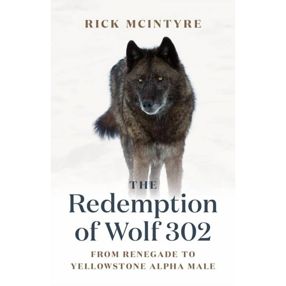 The Alpha Wolves of Yellowstone: The Redemption of Wolf 302 (Hardcover)