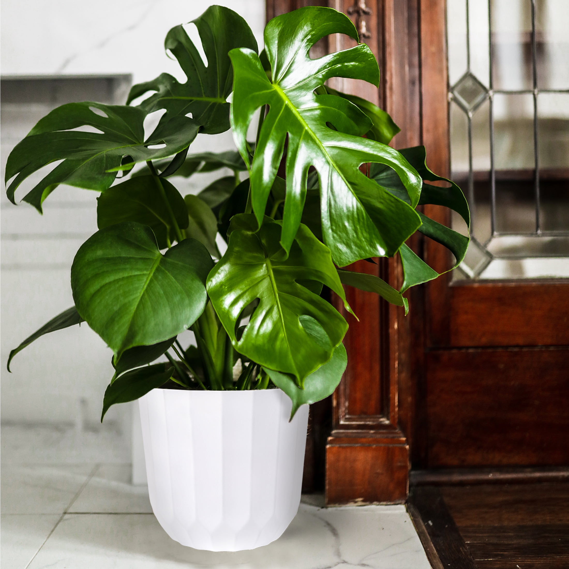 Wild Interiors Elegant Monstera in White Ceramic Pot – 8in