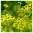 thumbnail image 4 of Everwilde Farms - 1 lb Bouquet Dill Herb Seeds - Gold Vault Bulk Seed Packet, 4 of 4