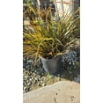 thumbnail image 3 of Phormium Tenax 'Jack Spratt' on 5 gallon pot - Get similar, 3 of 3