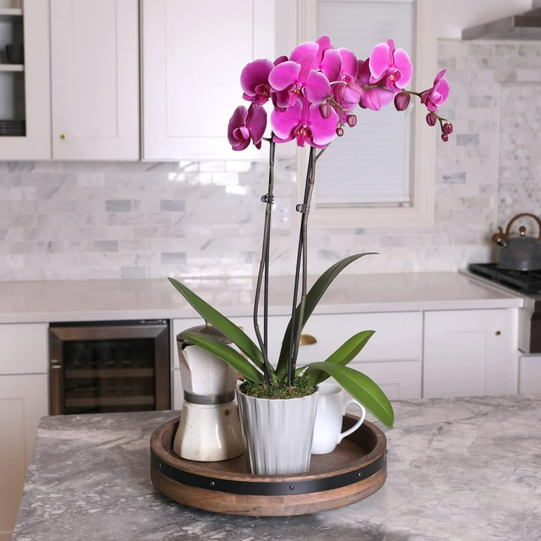 buy swiss cheese philodendron Philodendron - Swiss Cheese on Totem Pole main image 1