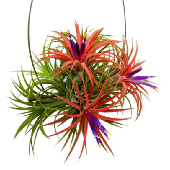 10 Colorful Air Plant, Red Purple Air Plants Live Houseplant, 2 to 3 Inches Long, Tillandsia Seedlings for Indoor Outdoor Gardening