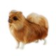 thumbnail image 1 of SGACAI Peluche de perro de simulación realista para niños, juguete de peluche Pomerania Dol, venta, 1 of 7