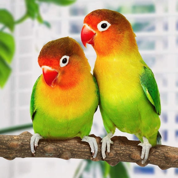 DEEPCRAFF 5pcs Parrot Ladder for Cage Premium Wood Standing for Pet Bird