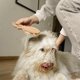 thumbnail image 5 of EeaseMX Peine de limpieza para mascotas con arcoíris colorido, peine con pasadores ondulados y mango de madera para perros y cachorros., 5 of 7