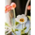 thumbnail image 4 of Faux Silk Silk Common Poppy Flower Stem in Pink or White 22" Tall, 4 of 11